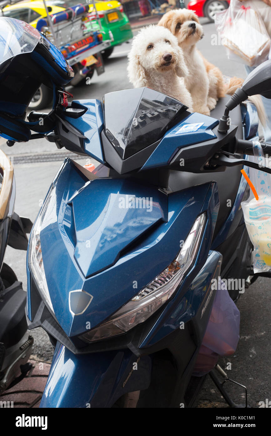 Cani sulla motocicletta, Thailandia Foto Stock