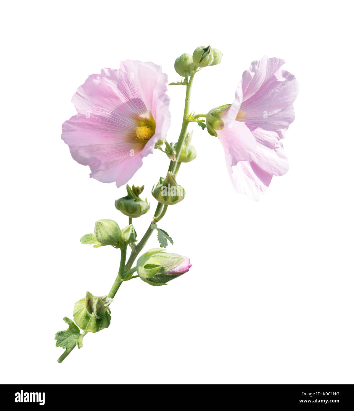 Rosa fiori hollyhock isolati su sfondo bianco Foto Stock