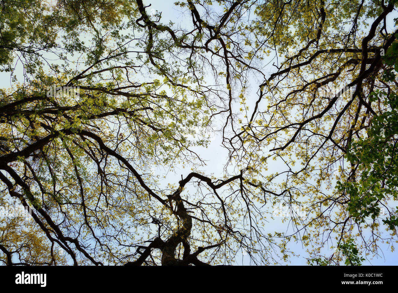 Crown alberi della vecchia foresta Letea, sorprendente attrazione turistica nel Delta del Danubio, Romania Foto Stock
