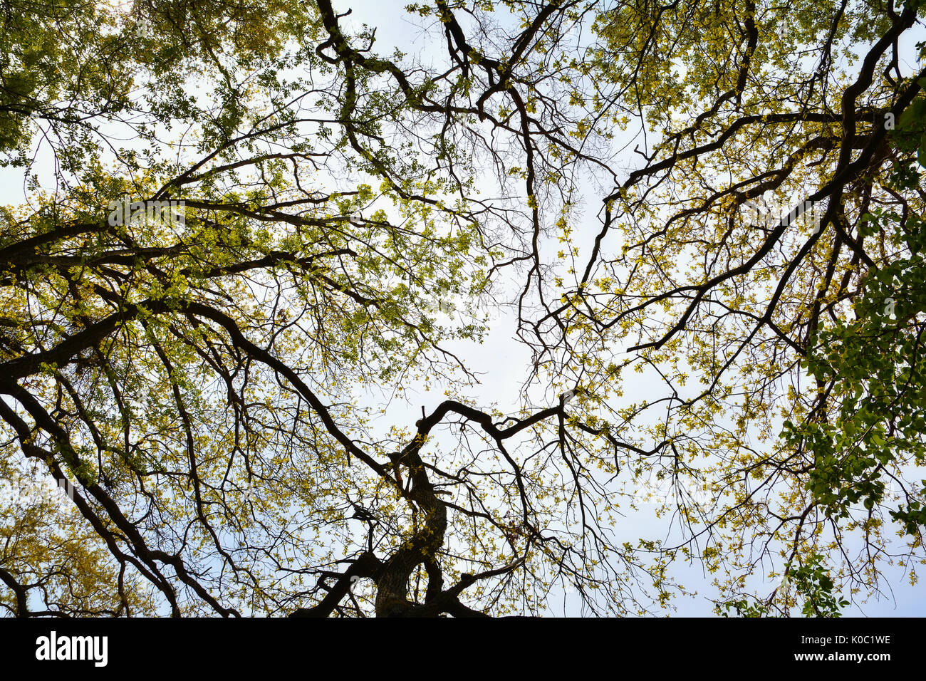 Crown alberi della vecchia foresta Letea, sorprendente attrazione turistica nel Delta del Danubio, Romania Foto Stock