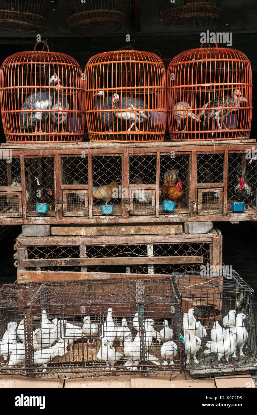 Caged riempito con volatili presso il bird e il mercato degli animali a Denpasar, meridionale di Bali, Indonesia. Foto Stock