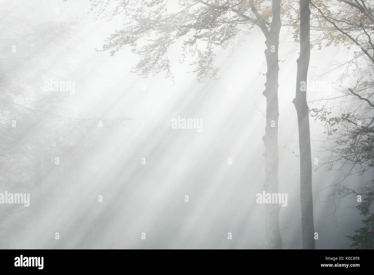 A Buchenwald und Nebelschwaden, Schweiz Foto Stock