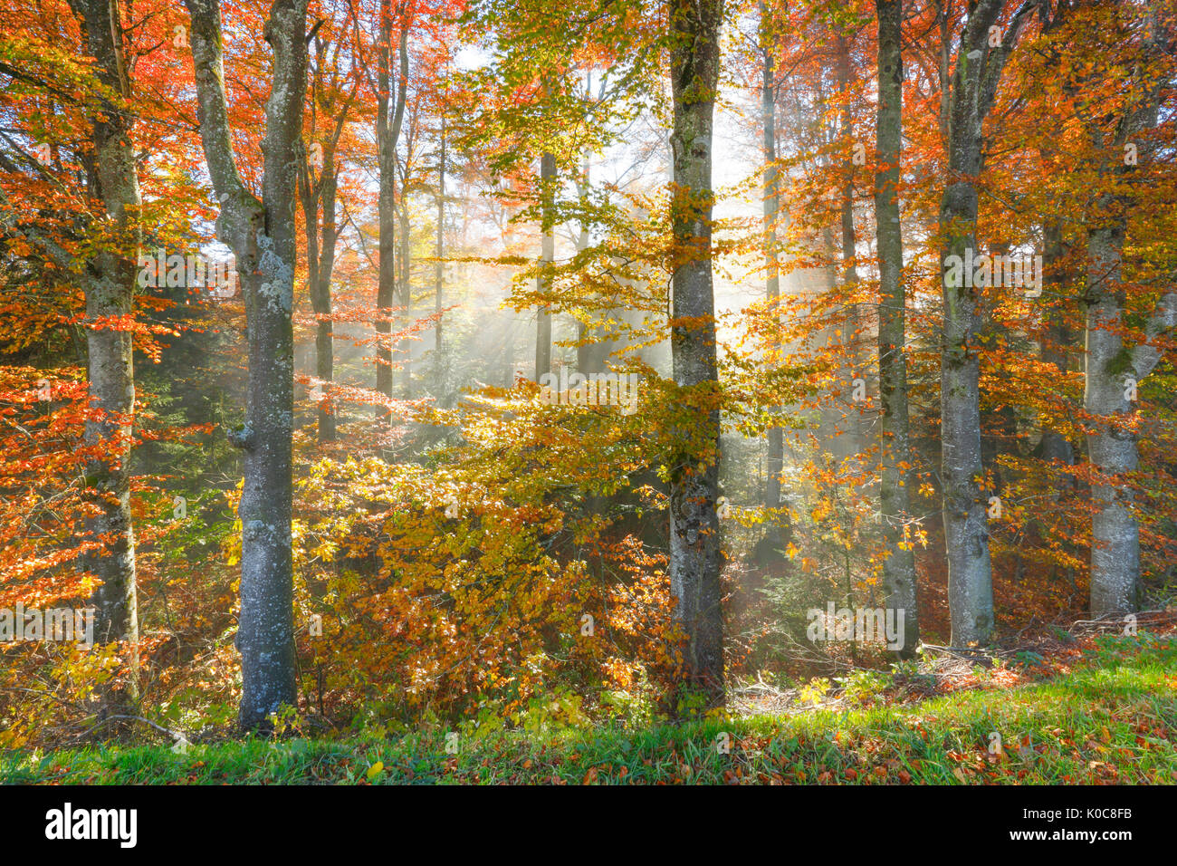 A Buchenwald im Herbst, Schweiz Foto Stock