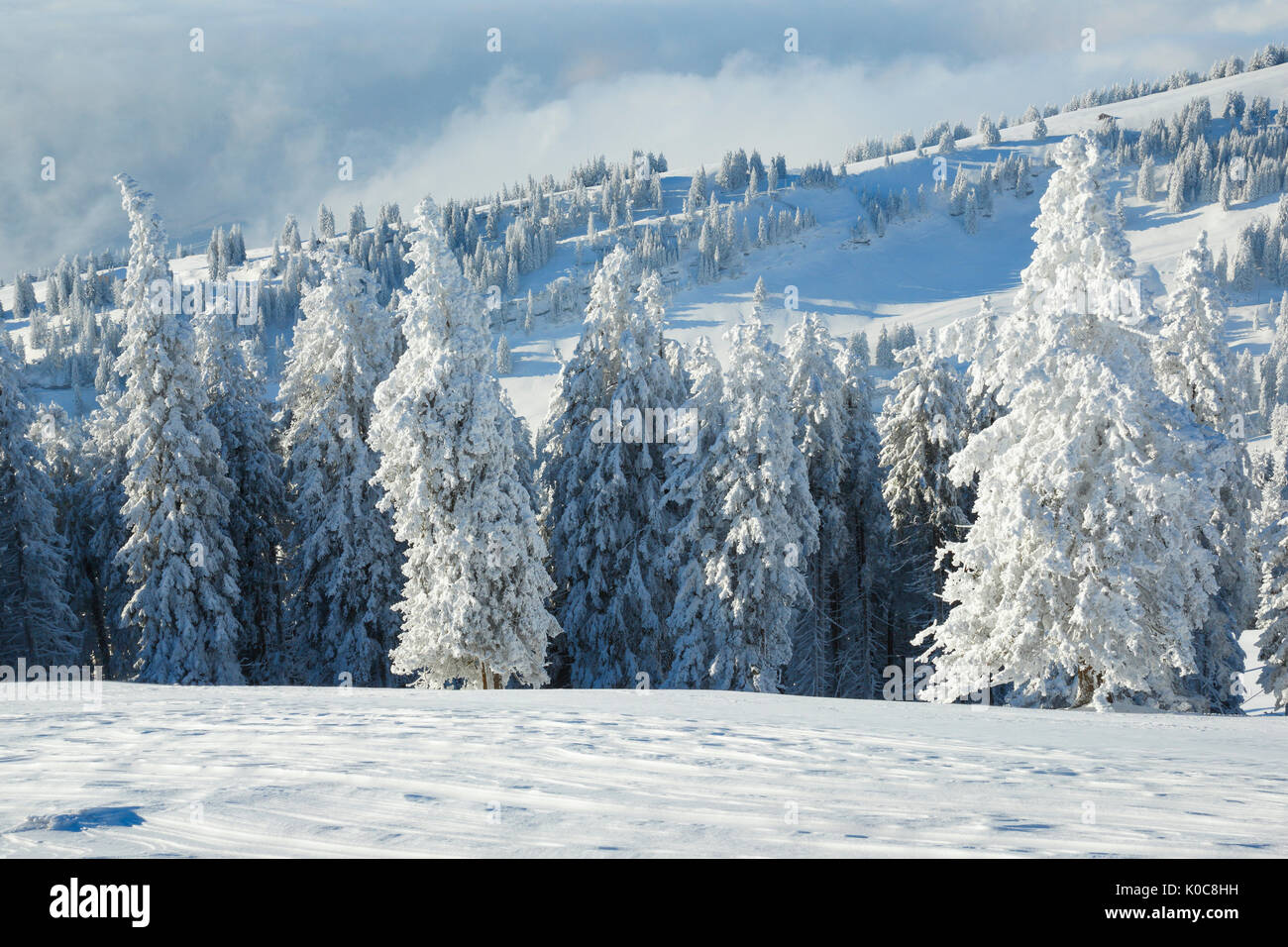 Tannenwald Verschneiter, Schweiz Foto Stock