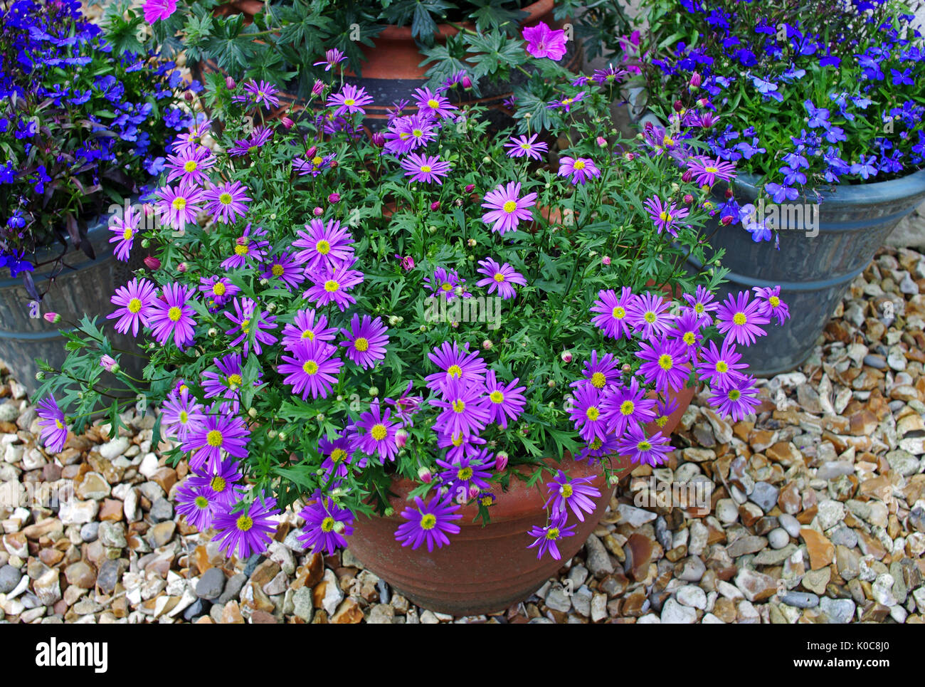 Estate di piante fiorite brachyscome viola e blu lobelia in vasi ornamentali sulla ghiaia patio. Foto Stock