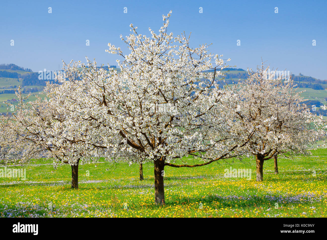 Kirschbäume im Frühling, Prunus avium, Schweiz Foto Stock