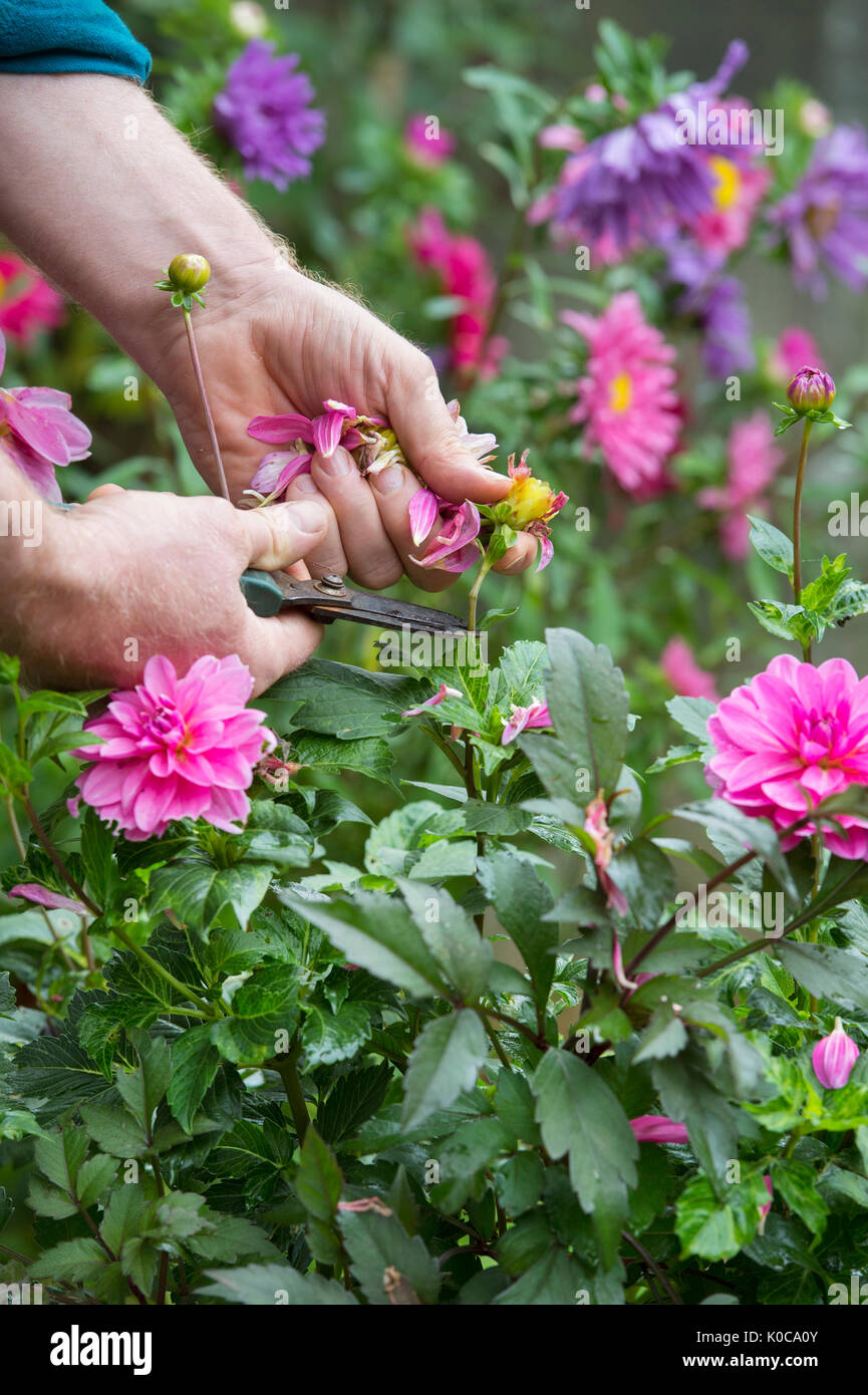Giardiniere deadheading dalia fiori con snips in un giardino inglese. Regno Unito Foto Stock