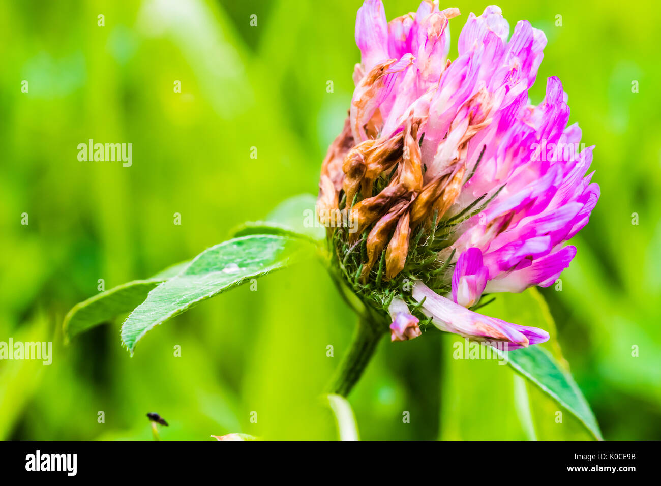 Dettaglio di violetta fiore di trifoglio di piccole dimensioni in crescita in erba verde. Foto Stock