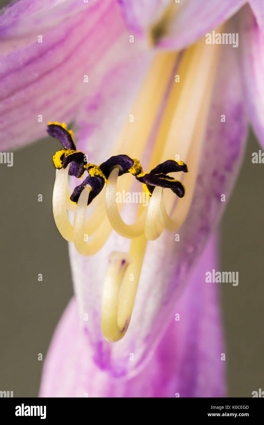 Stami di bel fiore (Campanula). Molto dettagliata la fotografia macro. Bel fiore viola con il polline. Foto Stock