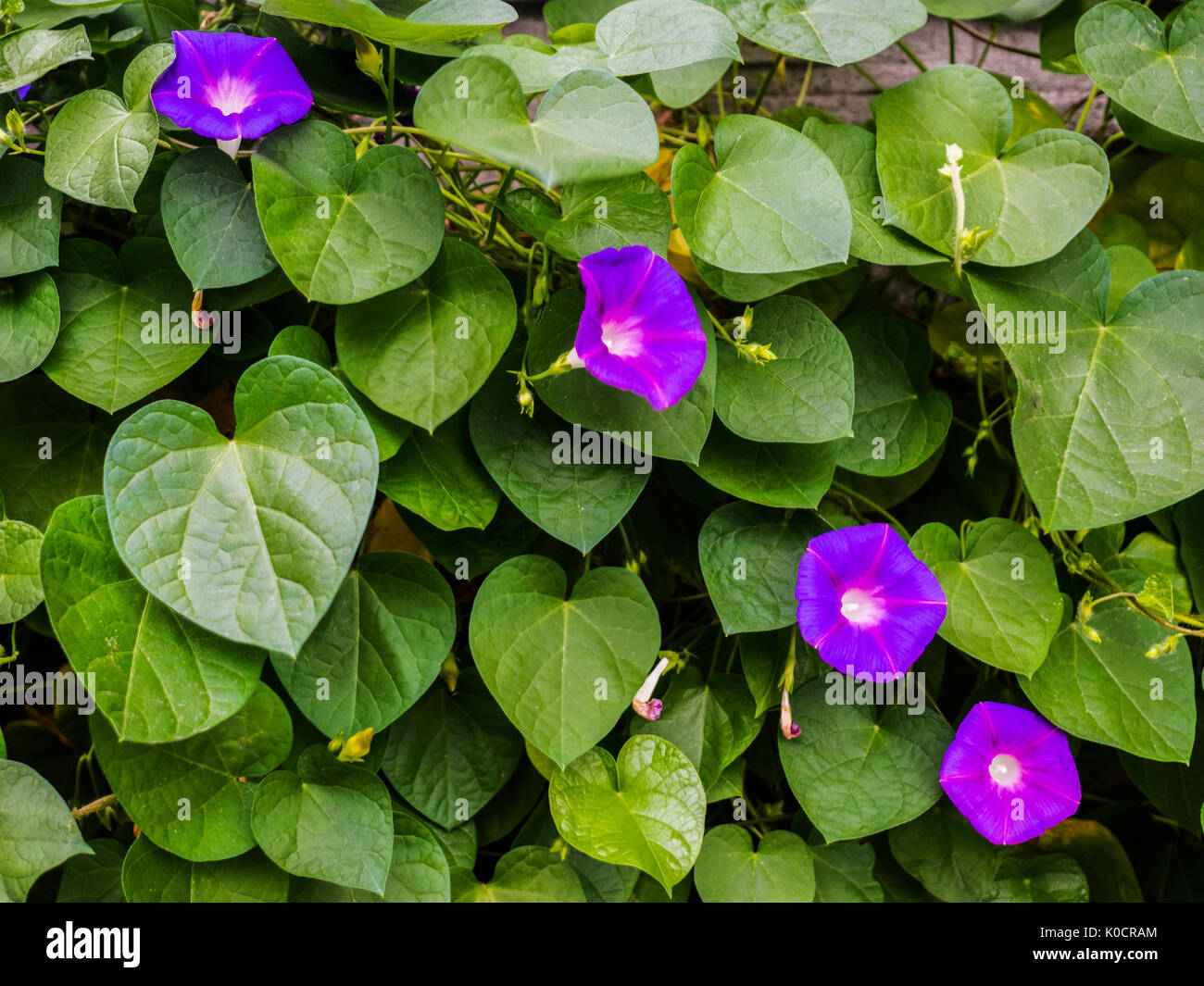 Fiori blu - Convolvulus mauritanicus o "Terra gloria di mattina' Foto Stock