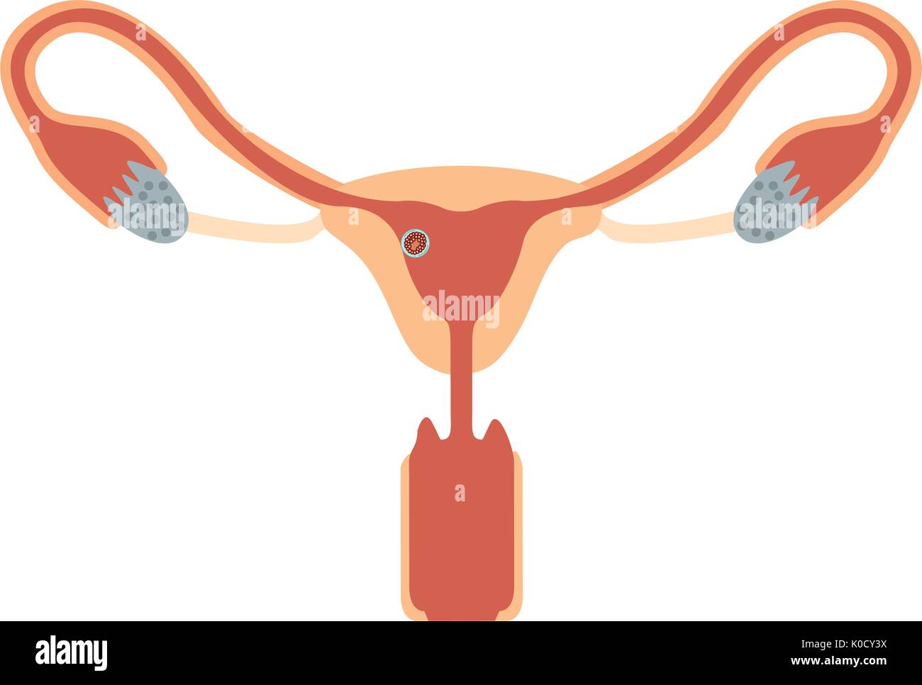 Silhouette di colore del sistema riproduttivo femminile ovaie con ovulo fecondato Illustrazione Vettoriale