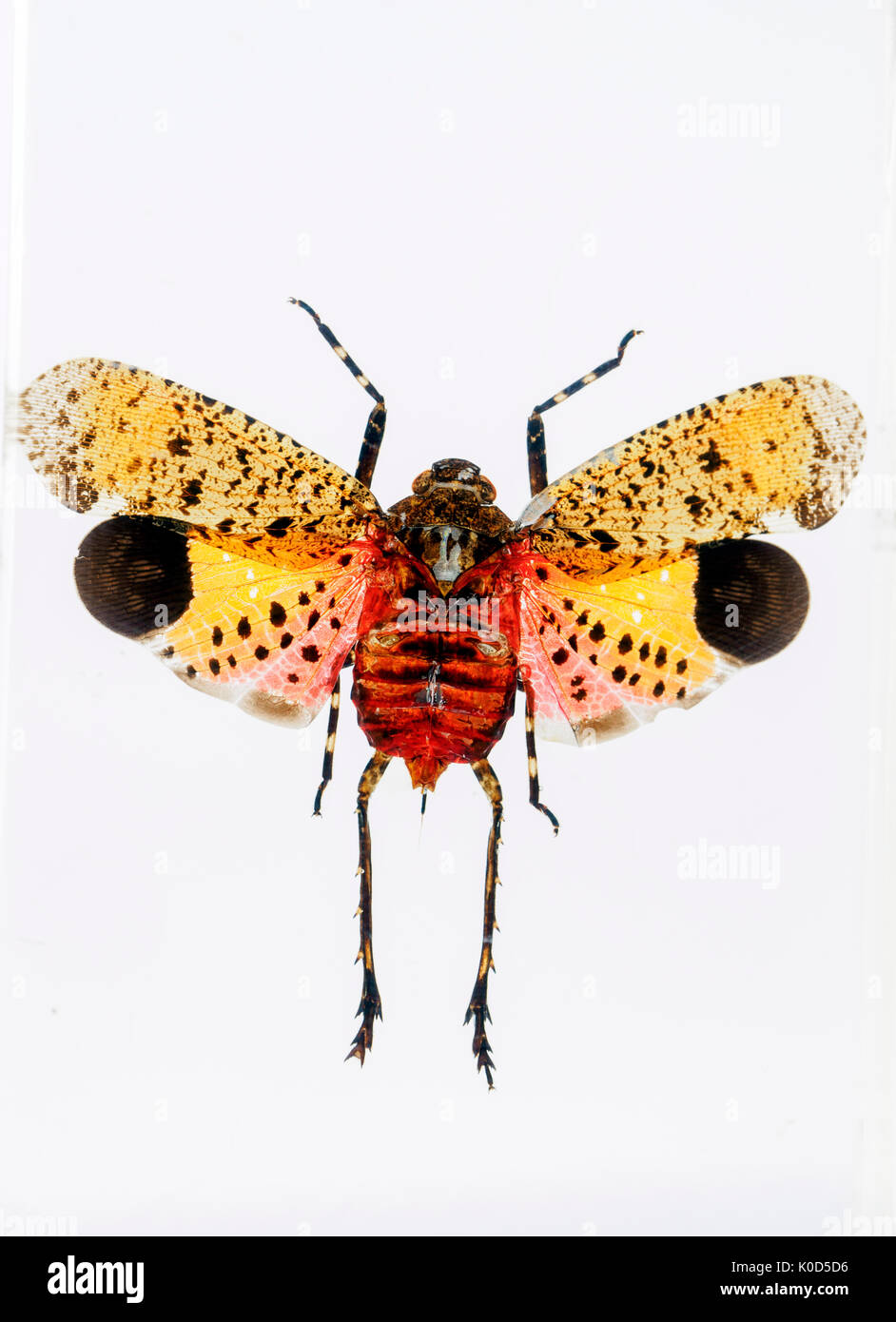 Lanternfly/Lanterna Bug in resina Foto Stock