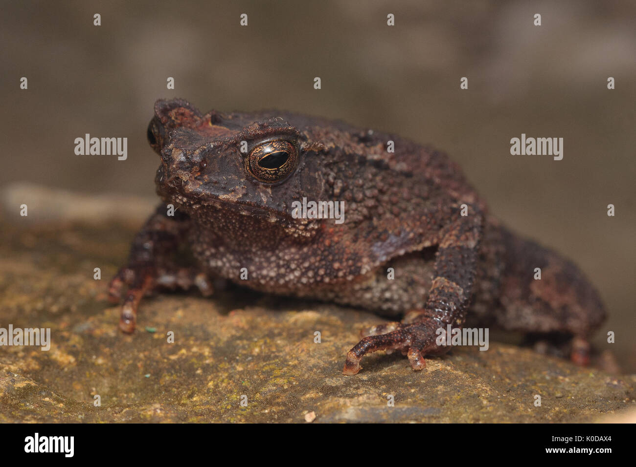 Forest toad (ingerophrynus divergens) Foto Stock