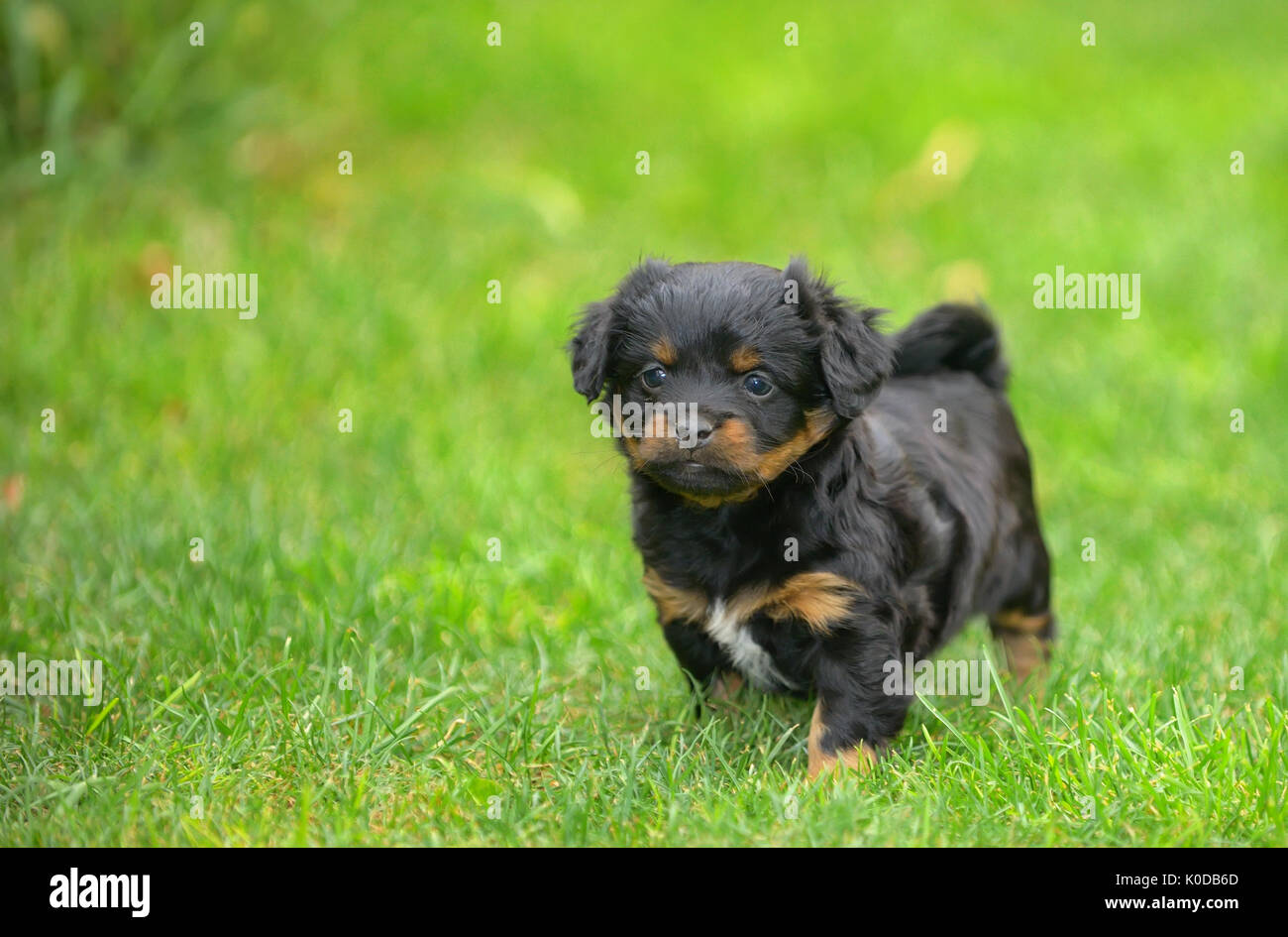 Pekingese grazioso cucciolo di cane sull'erba Foto Stock