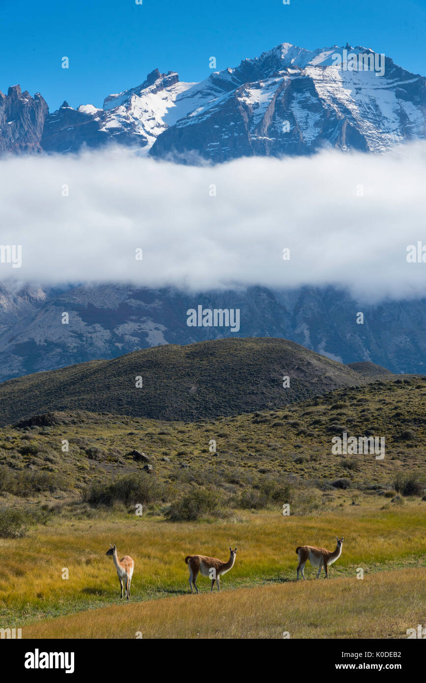 Sud America; Andes; Patagonia; Torres del Paine; UNESCO Patrimonio Mondiale; Parco Nazionale; le montagne; fauna; gunacos; llama; animale Foto Stock