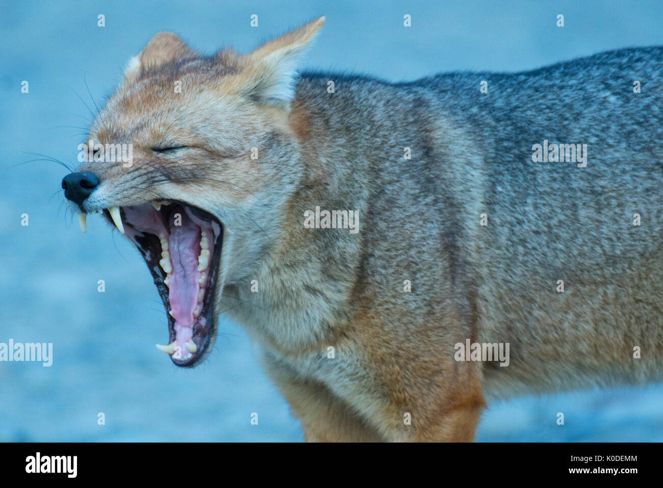 Sud America; Andes;; Patagonia Argentina, parco nazionale Los Glaciares, Lycalopex griseus, sud americana Gray Fox Foto Stock