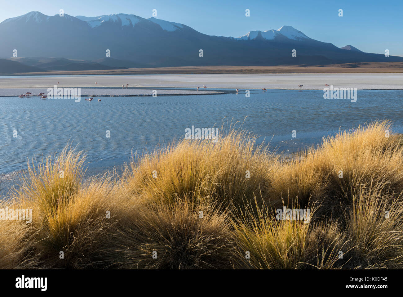 Sud America, Ande, Altiplano, Bolivia,Laguna Hedionda, Stinky Laguna, Foto Stock