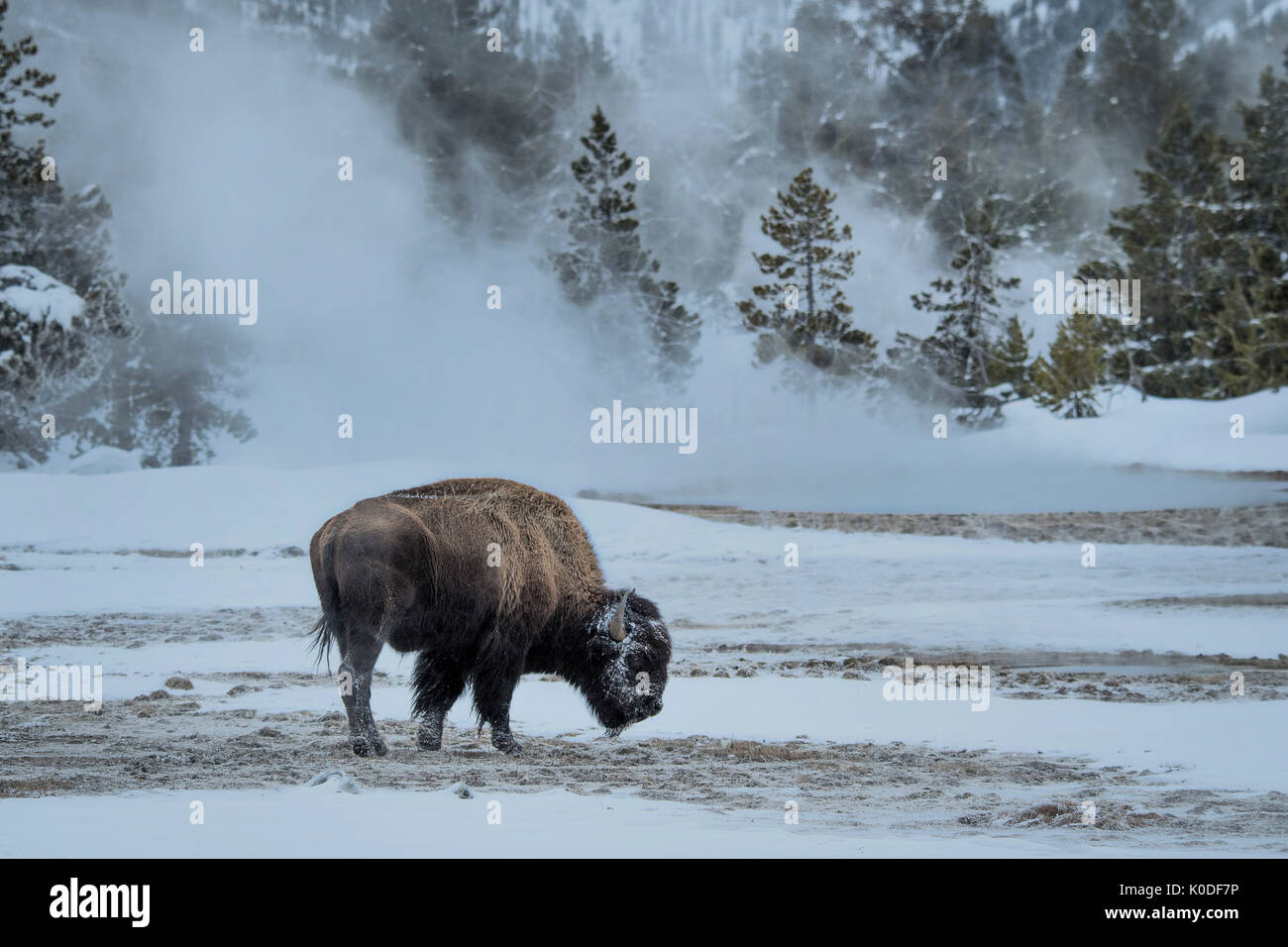 Stati Uniti d'America, Wyoming, il Parco Nazionale di Yellowstone, UNESCO Patrimonio Mondiale, bisonti americani Foto Stock