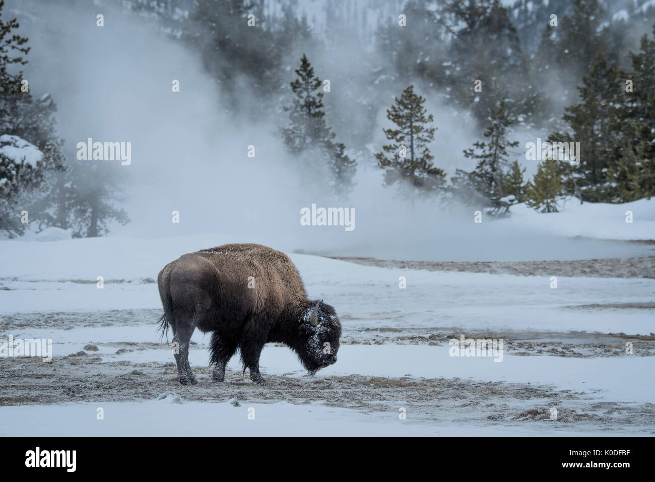 Stati Uniti d'America, Wyoming, il Parco Nazionale di Yellowstone, UNESCO Patrimonio Mondiale, bisonti americani Foto Stock