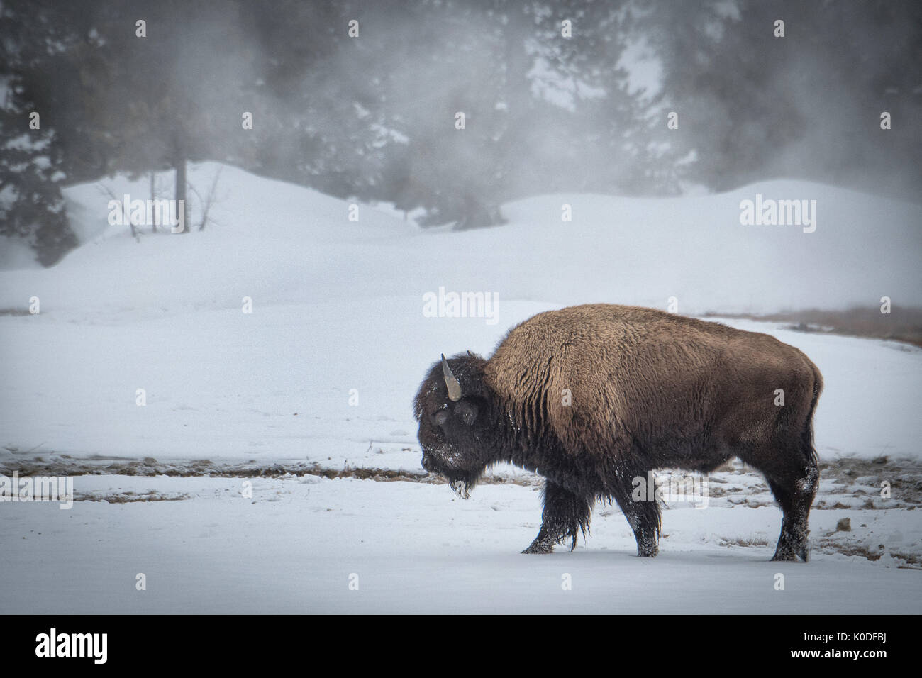 Stati Uniti d'America, Wyoming, il Parco Nazionale di Yellowstone, UNESCO Patrimonio Mondiale, Bison bull in inverno Foto Stock