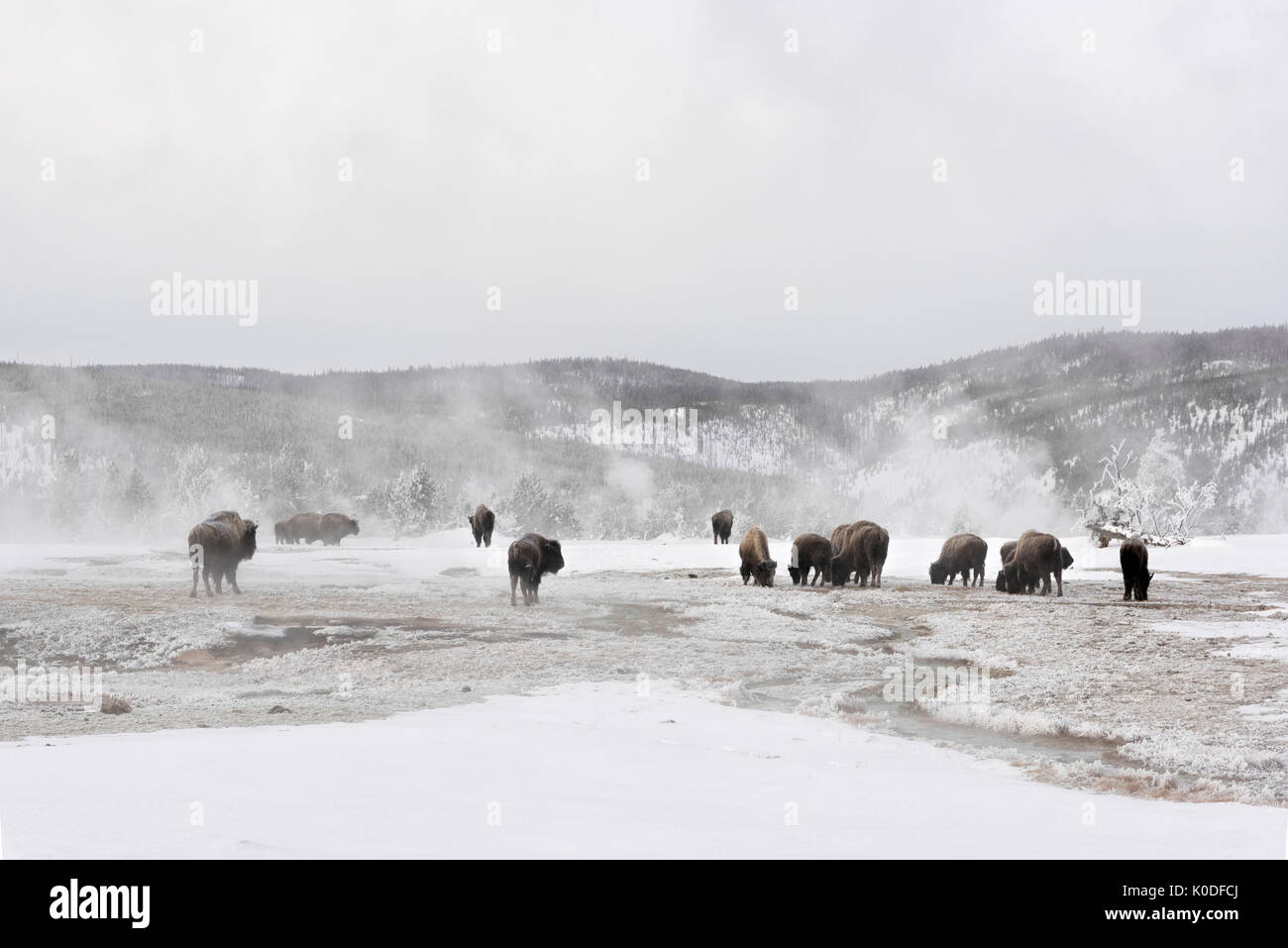 Stati Uniti d'America, Wyoming, il Parco Nazionale di Yellowstone, UNESCO Patrimonio Mondiale, Bison mandria al Upper Geyser Basin Foto Stock