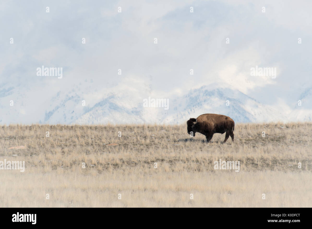 Stati Uniti d'America, Utah, Antelope Island State Park, Bison e Wasatch Range in retro Foto Stock
