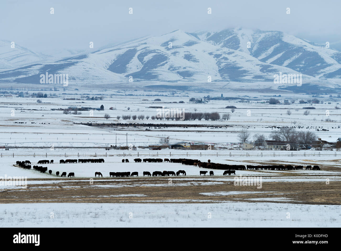 Stati Uniti d'America, Utah, Virginia, bovini in inverno Foto Stock