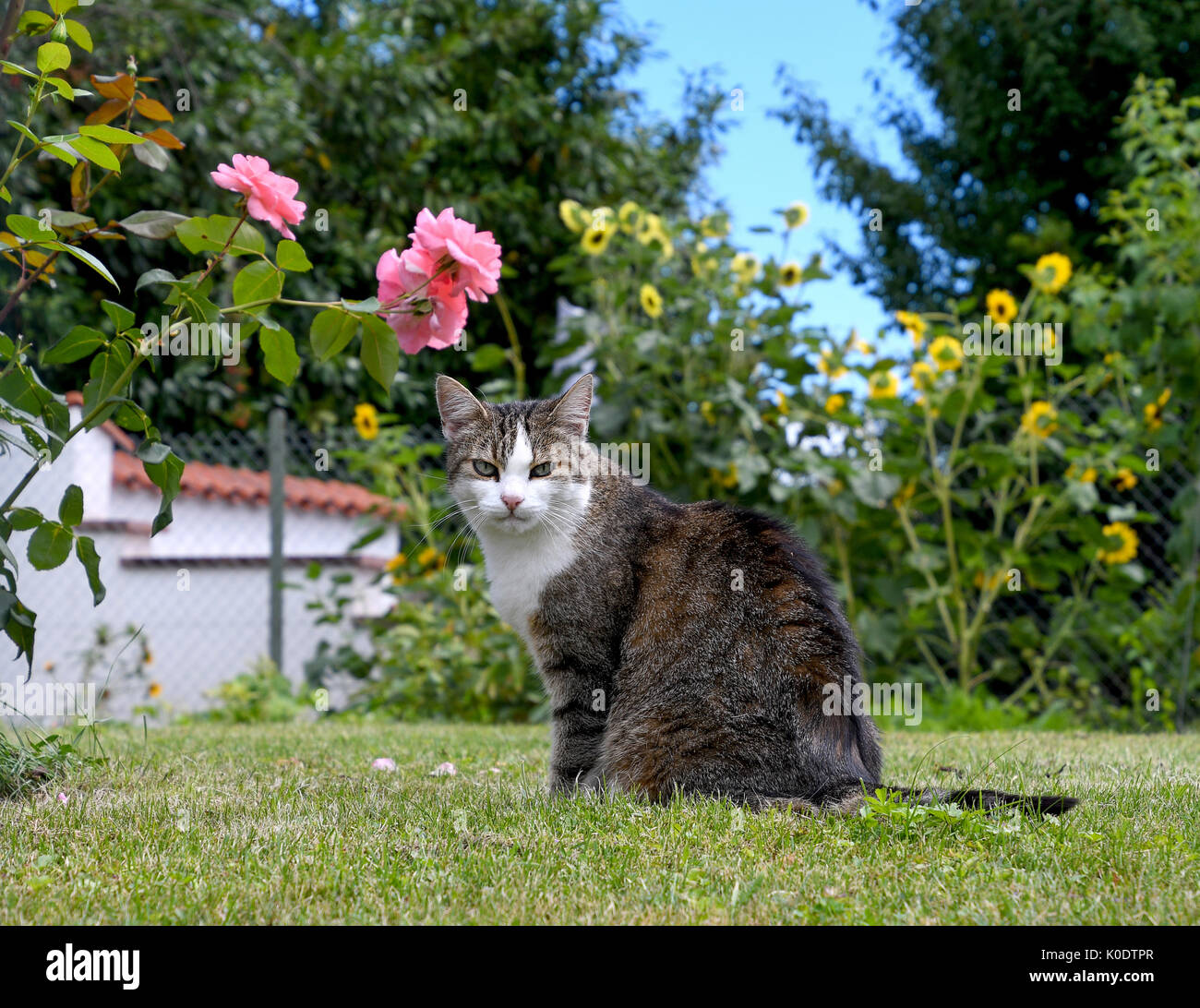 Grigio e bianco tabby cat su erba con rose rosa Foto Stock