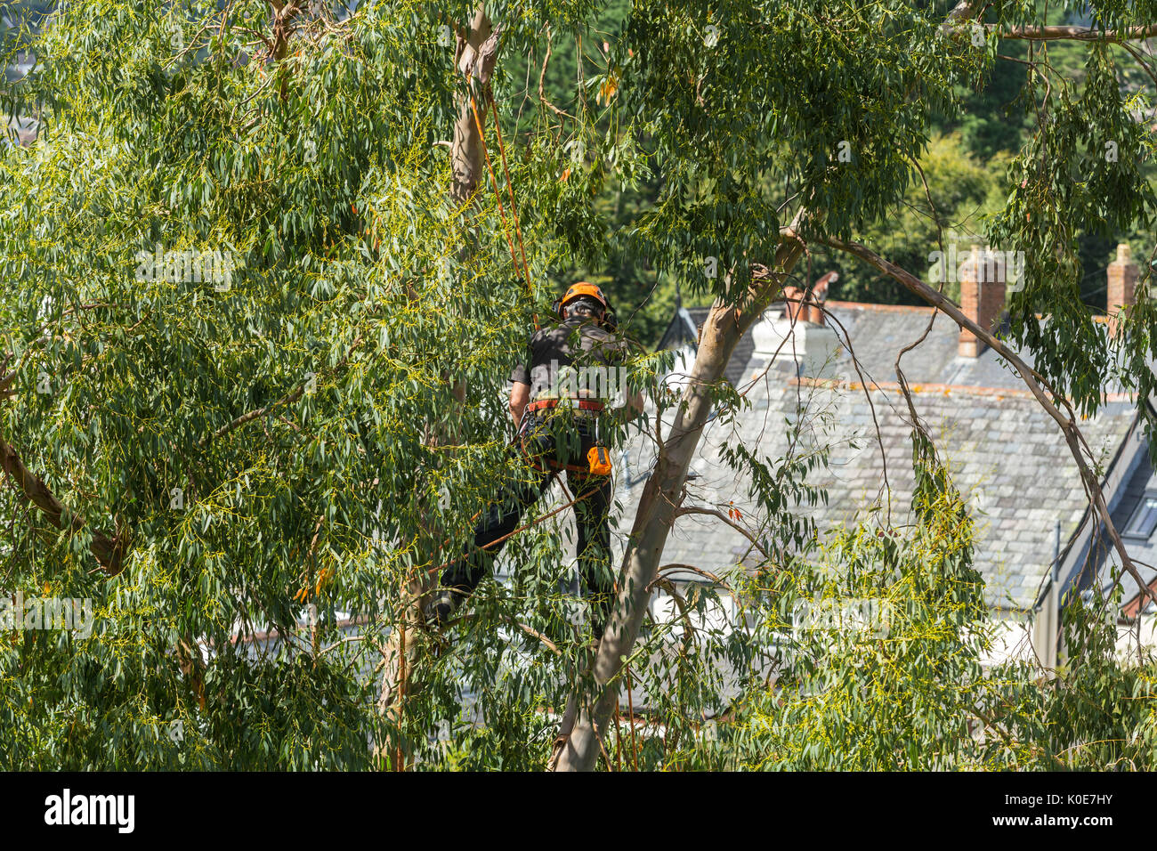 Un albero chirurgo lavora in alto sopra i tetti nei rami di un albero alto. Foto Stock