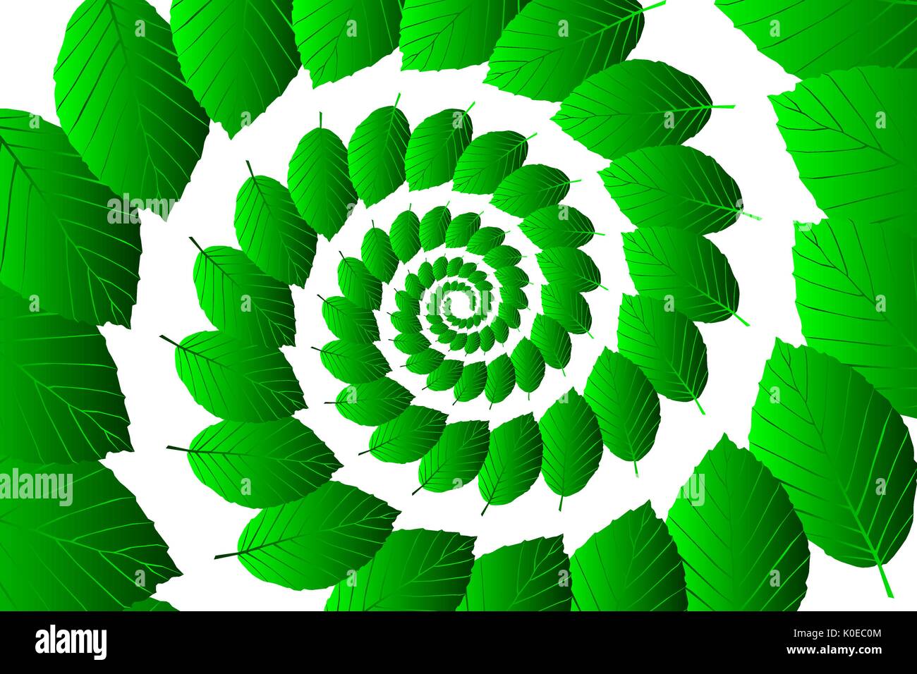 Verde foglia di faggio su uno sfondo bianco, (Fagus sylvatica) Illustrazione Vettoriale