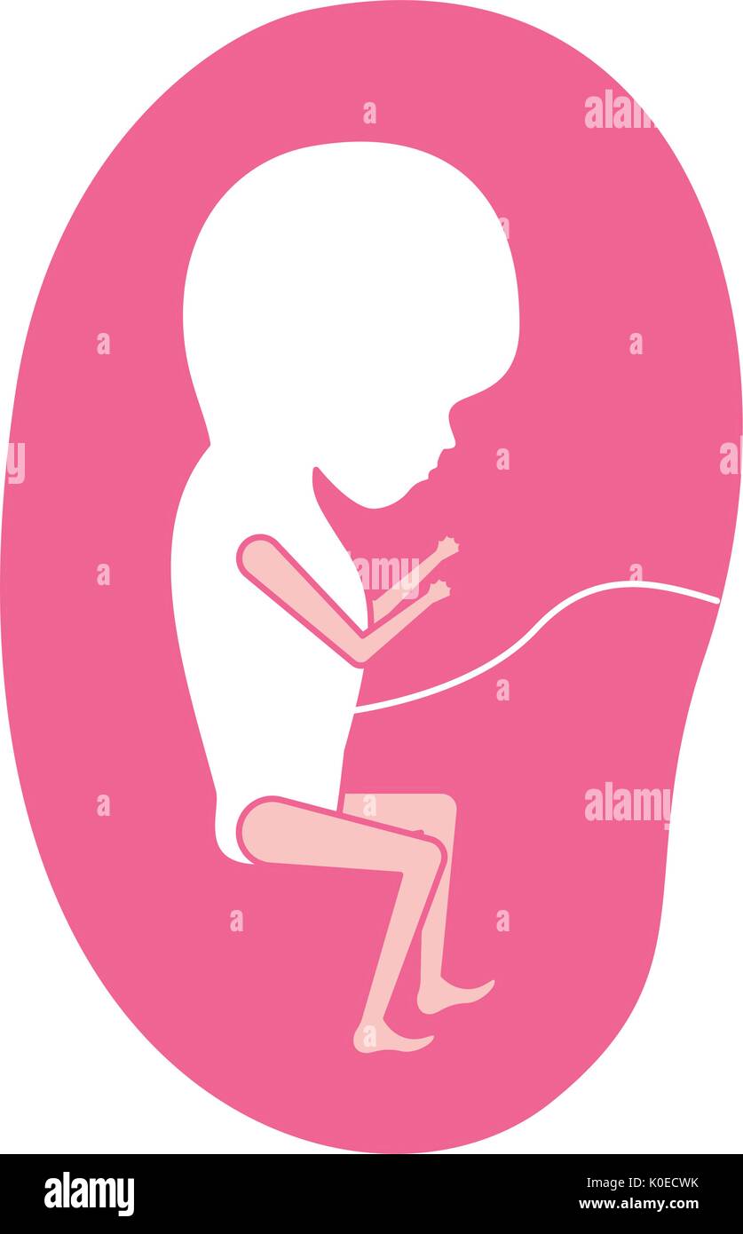 Silhouette di rosa di vista laterale del feto la crescita umana nella placenta trimestrer Illustrazione Vettoriale