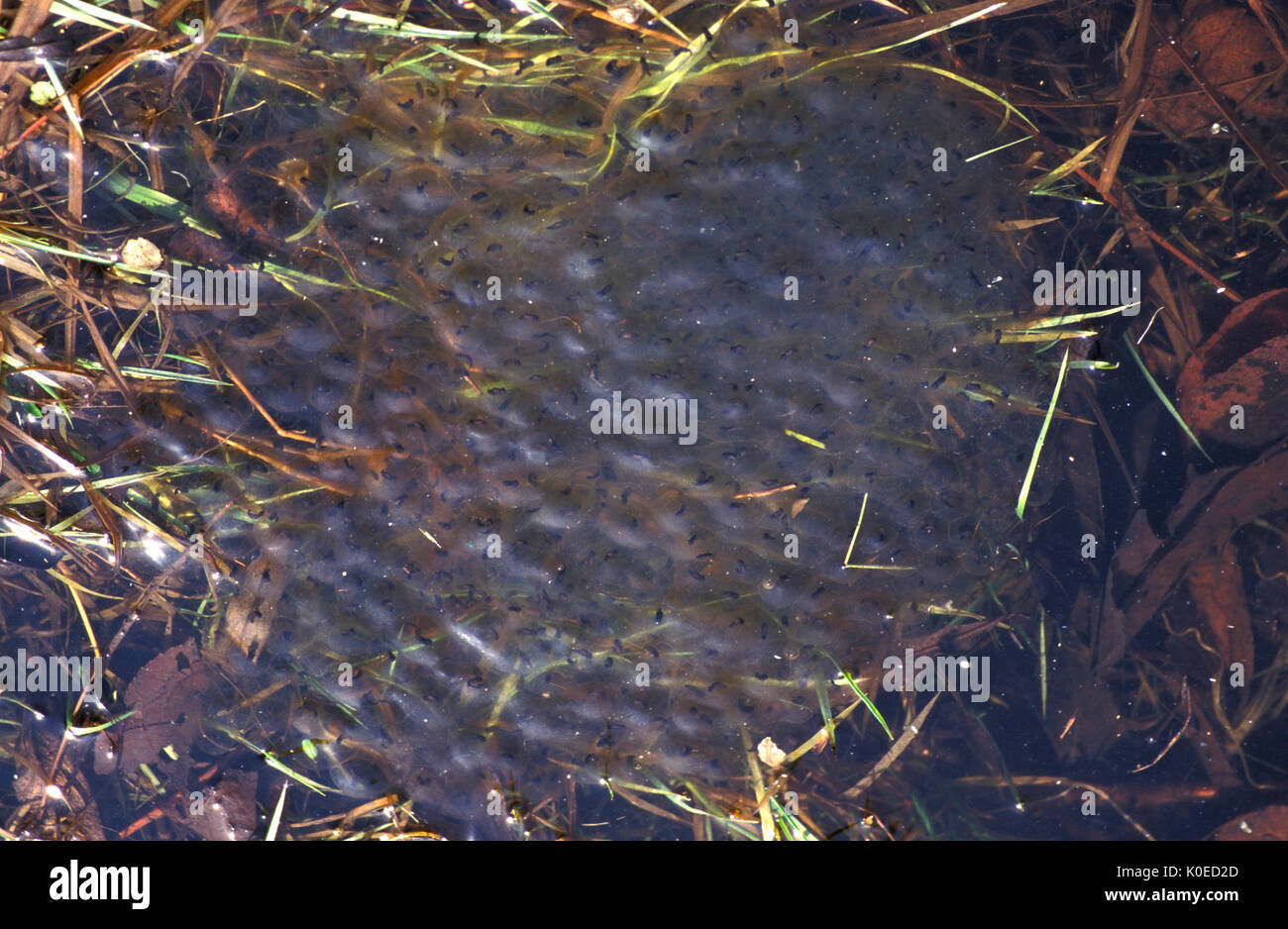 Rana comune spawn (Rana temporaria) in stagno, acqua, ammassate insieme parte di sviluppo del ciclo di vita Foto Stock