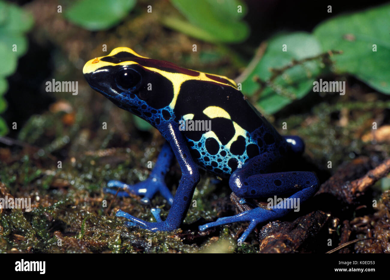 Il blu e il giallo freccia velenosa rana, Suriname Cobalto, Dendrobates tinctorius, - colore agisce come avvertimento per i predatori, captive, giungla, Poison Dart Frog Foto Stock