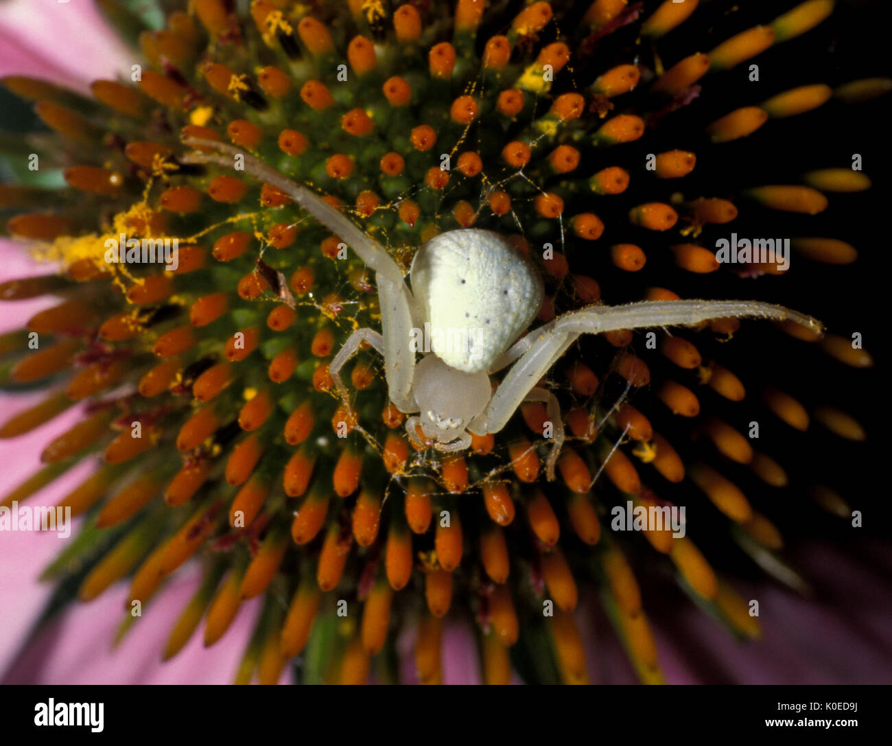 Il ragno granchio, Misumena vatia, sul fiore di Echinacea, STATI UNITI D'AMERICA, bianco, a caccia di prede Foto Stock