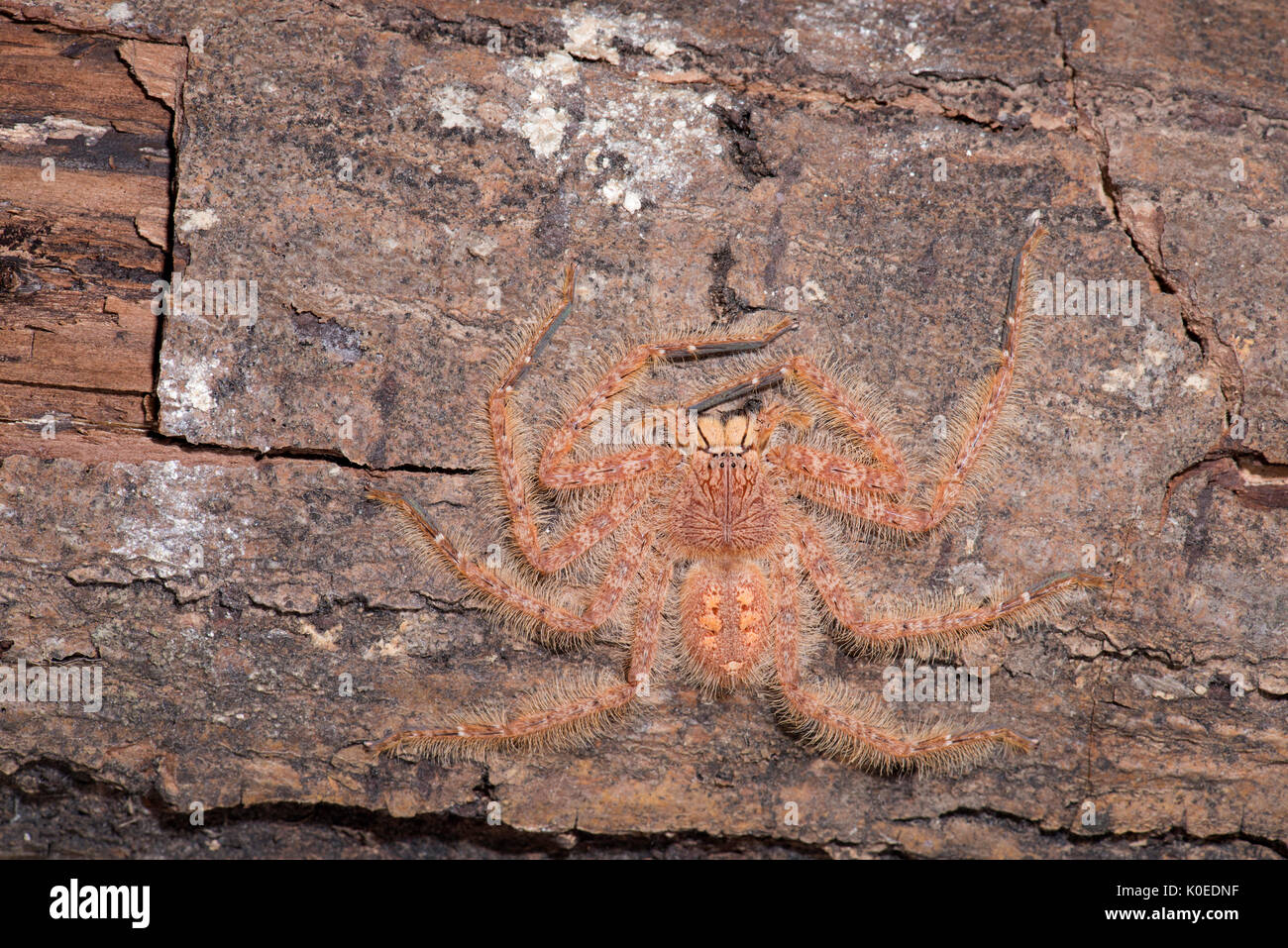 Huntsman Spider, Heteropoda davidbowie, dal Cameron Highlands Distretto in Malesia peninsulare e chiamato in onore del cantante David Bowie, riferimento Foto Stock