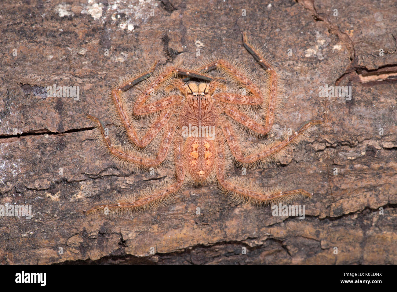 Huntsman Spider, Heteropoda davidbowie, dal Cameron Highlands Distretto in Malesia peninsulare e chiamato in onore del cantante David Bowie, riferimento Foto Stock
