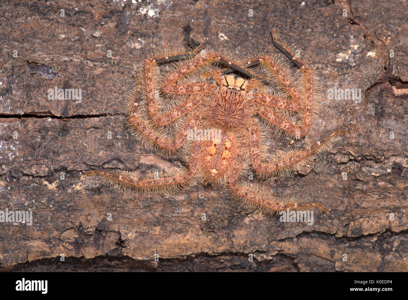 Huntsman Spider, Heteropoda davidbowie, dal Cameron Highlands Distretto in Malesia peninsulare e chiamato in onore del cantante David Bowie, riferimento Foto Stock