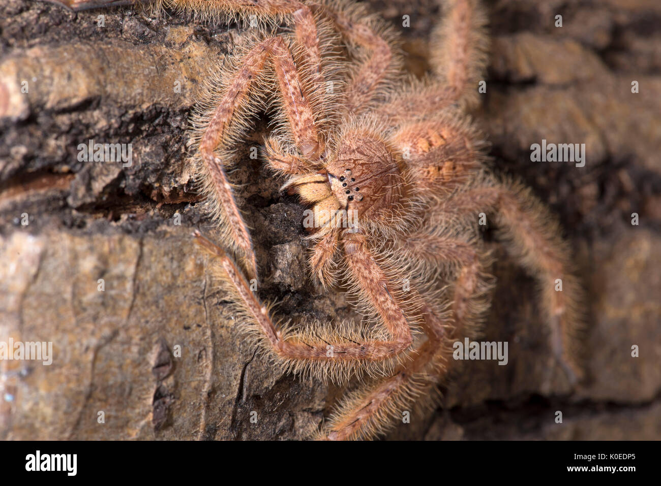 Huntsman Spider, Heteropoda davidbowie, dal Cameron Highlands Distretto in Malesia peninsulare e chiamato in onore del cantante David Bowie, riferimento Foto Stock