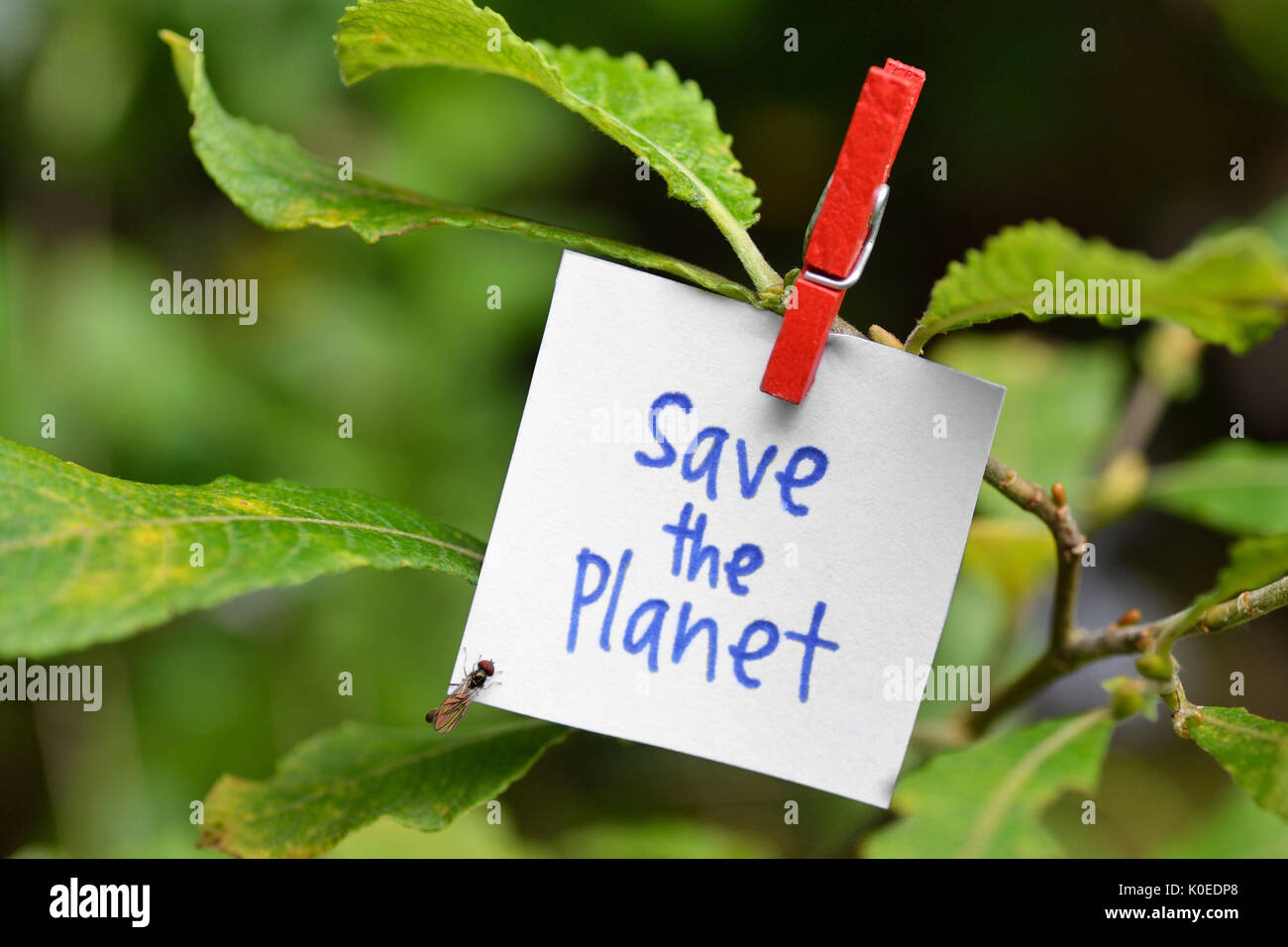 Salvare il pianeta - concetto di ecologia Foto Stock