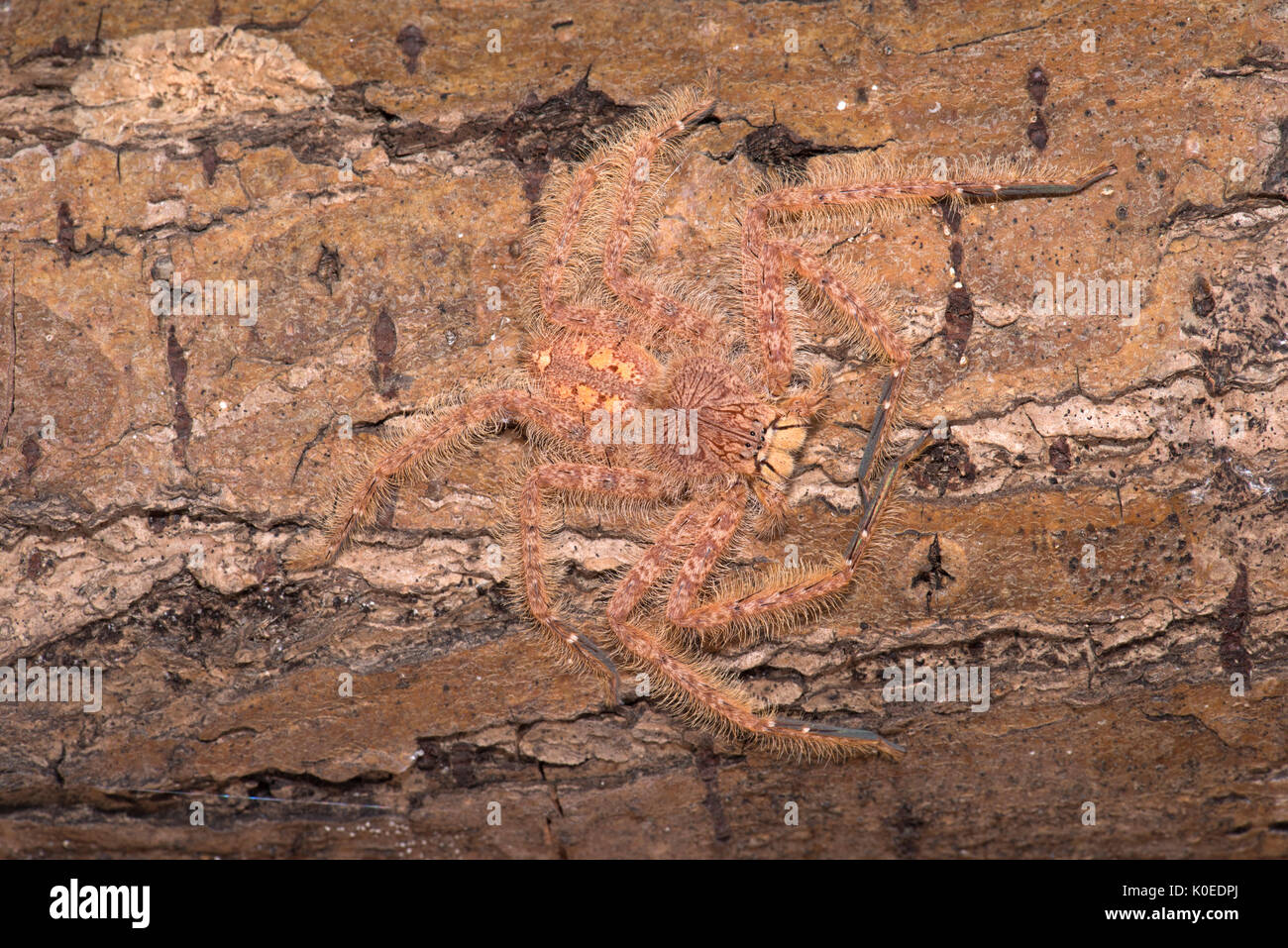 Huntsman Spider, Heteropoda davidbowie, dal Cameron Highlands Distretto in Malesia peninsulare e chiamato in onore del cantante David Bowie, riferimento Foto Stock