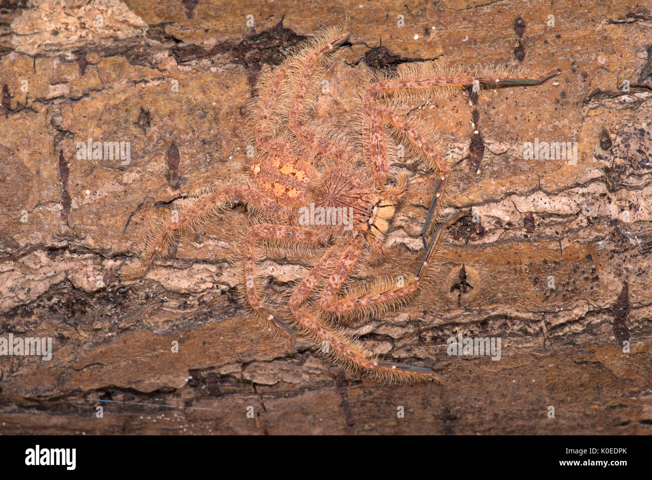 Huntsman Spider, Heteropoda davidbowie, dal Cameron Highlands Distretto in Malesia peninsulare e chiamato in onore del cantante David Bowie, riferimento Foto Stock