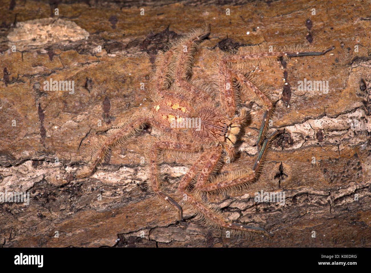 Huntsman Spider, Heteropoda davidbowie, dal Cameron Highlands Distretto in Malesia peninsulare e chiamato in onore del cantante David Bowie, riferimento Foto Stock