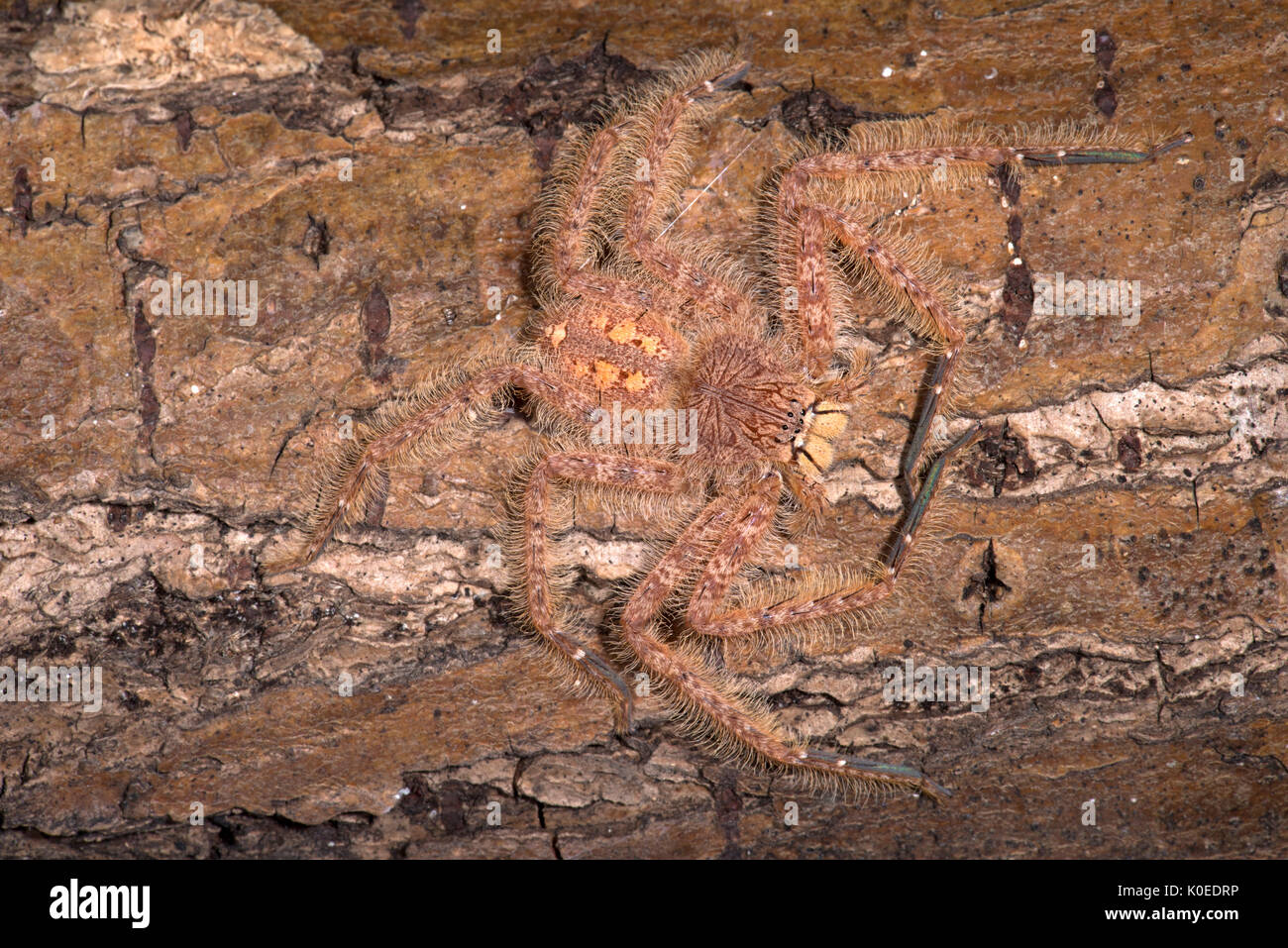 Huntsman Spider, Heteropoda davidbowie, dal Cameron Highlands Distretto in Malesia peninsulare e chiamato in onore del cantante David Bowie, riferimento Foto Stock