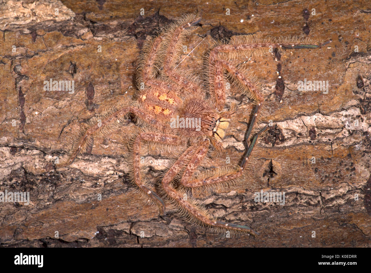 Huntsman Spider, Heteropoda davidbowie, dal Cameron Highlands Distretto in Malesia peninsulare e chiamato in onore del cantante David Bowie, riferimento Foto Stock