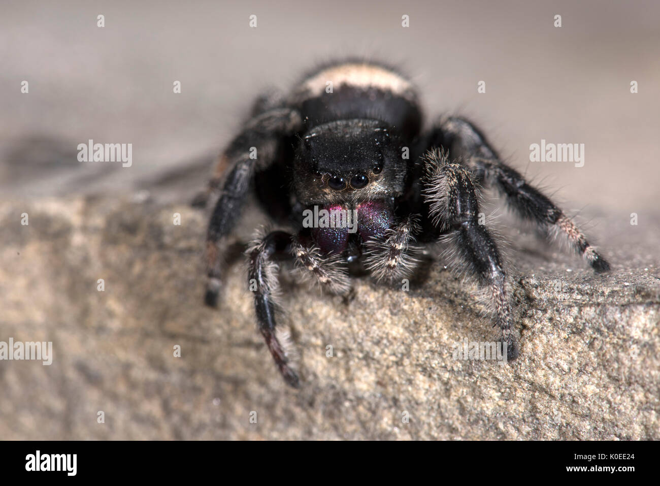 Regal Jumping Spider, Phyddipus regius, Femmina, specie più grande del jumping spider nel Nord America orientale,genere Phidippus, un gruppo di ragni di salto Foto Stock