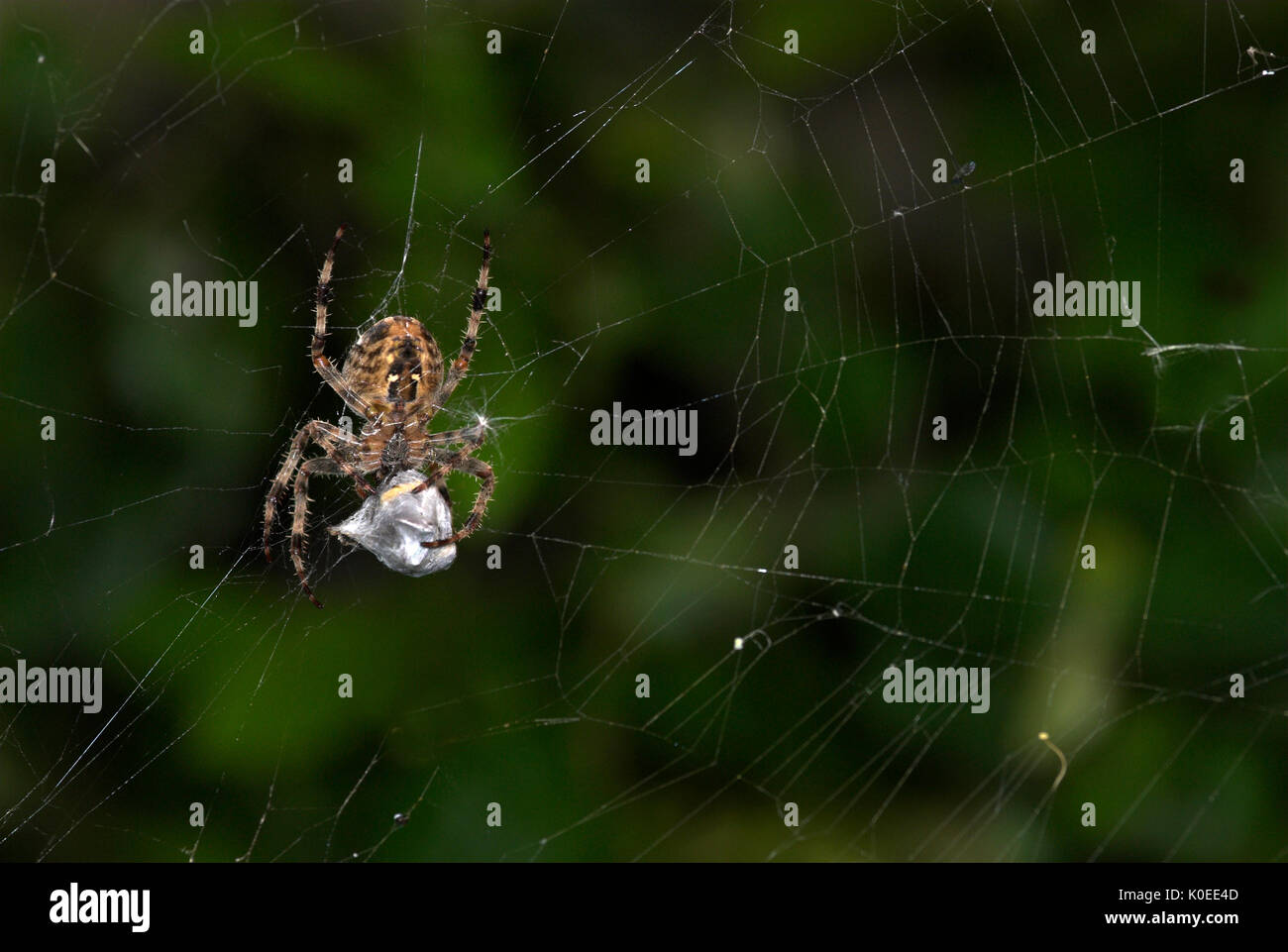 Giardino Spider, Araneus diadematus, sul web cocooning preda vittima, con fili di seta, catturati, predation, predator. Foto Stock