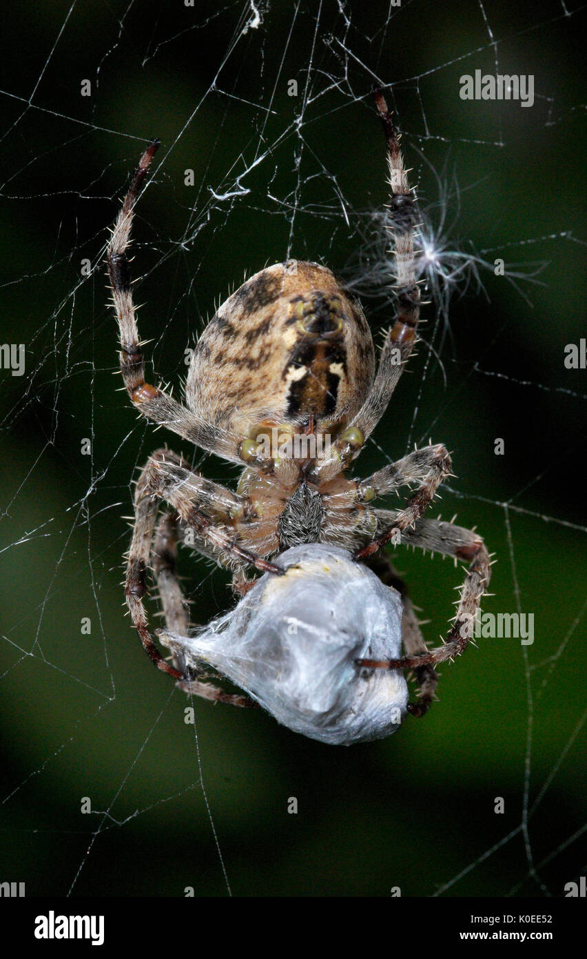 Giardino Spider, Araneus diadematus, sul web cocooning preda vittima, con fili di seta, catturati, predation, predator Foto Stock