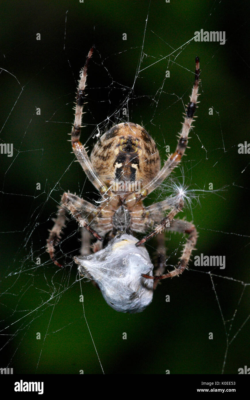 Giardino Spider, Araneus diadematus, sul web cocooning preda vittima, con fili di seta, catturati, predation, predator Foto Stock