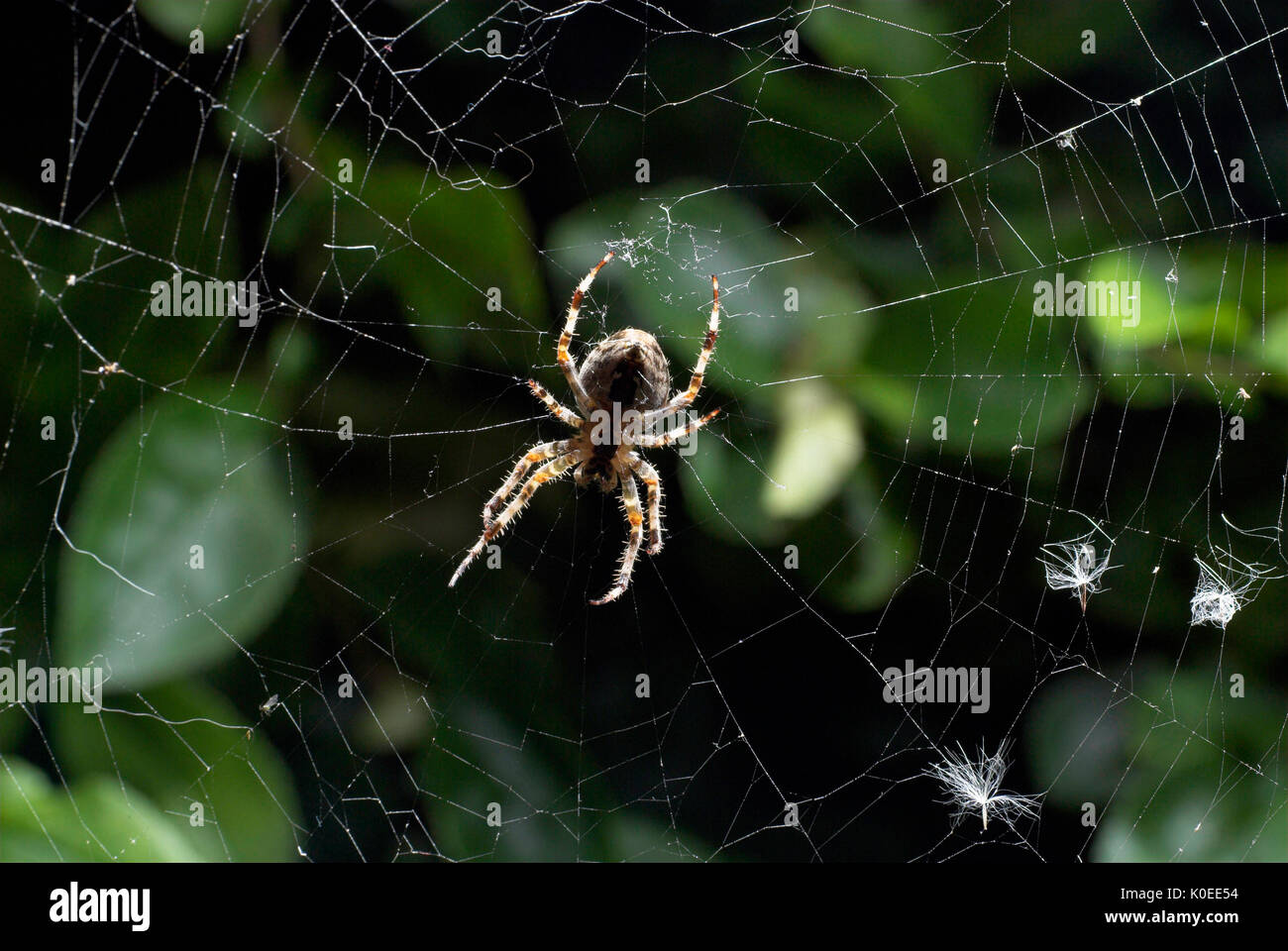 Giardino ragno sul Web, Araneus diadematus, al centro del web in attesa di preda, femmina, Foto Stock