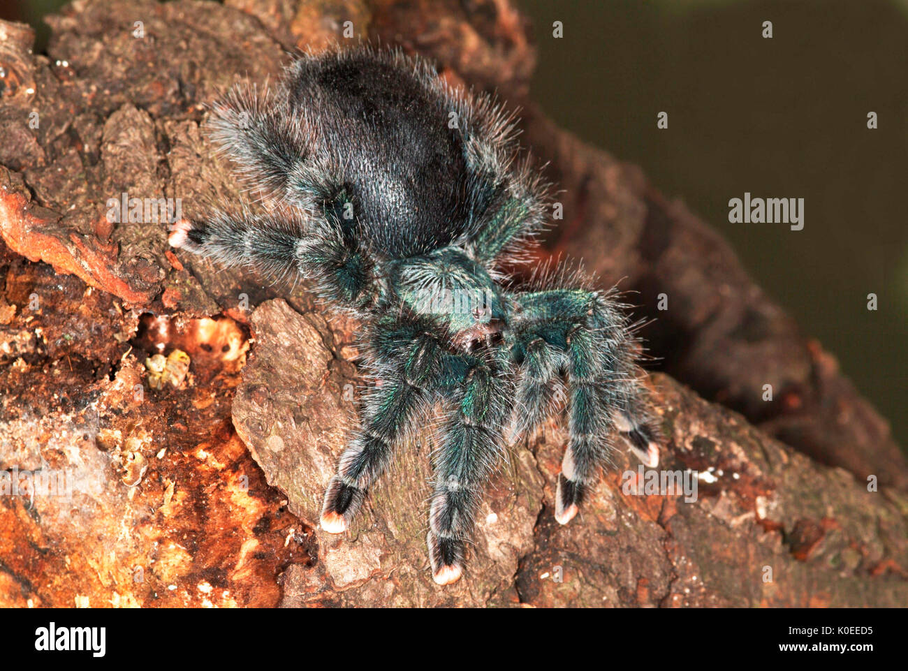 Tarantula Spider, Rosa Irridescent Toed, Avicularia metallica, Suriname, sul registro ad albero Foto Stock